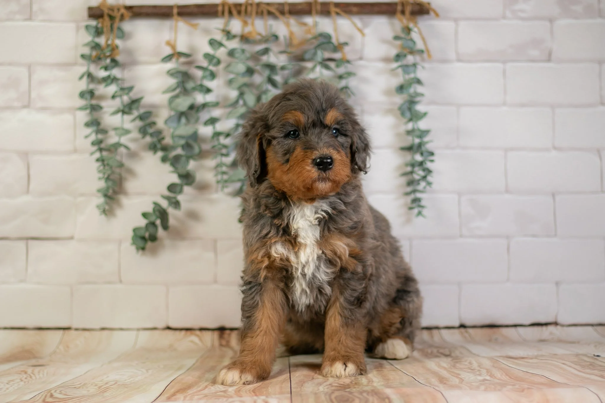 Wednesday - Phantom Blue Merle F1b Bernedoodle Puppy | Illinois